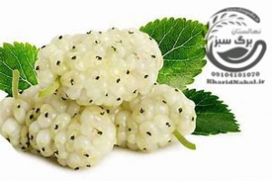 نهال توت سفید