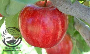 نهال سیب گالا