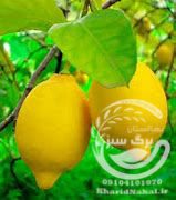 نهال لیمو ترش