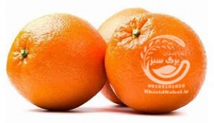 نهال پرتقال تامسون