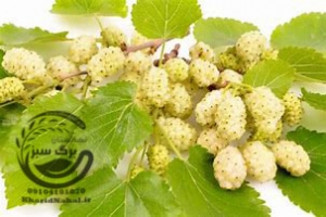 نهال توت سفید 