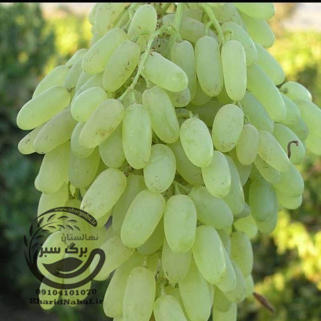 نهال انگور حسینی
