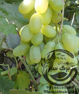 نهال انگور حسینی 