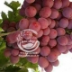 نهال انگور کریسمون سیدلس