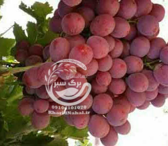 نهال انگور کریسمون سیدلس