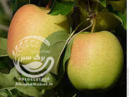 نهال سیب لبنان 