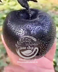 نهال سیب سیاه