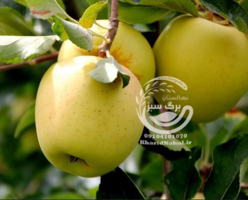 نهال سیب لبنان